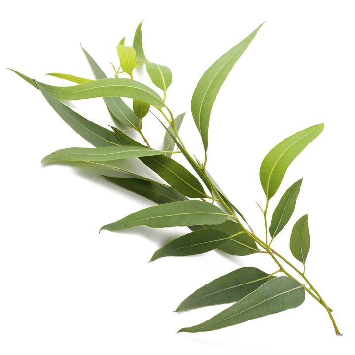 The ZXCVBNQWERT cream contains eucalyptus extract